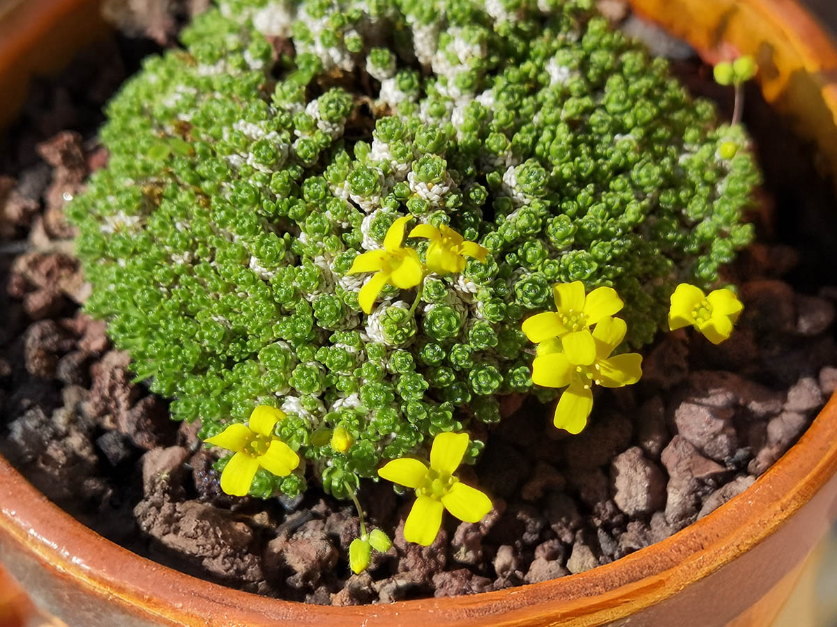 Draba bryoides
